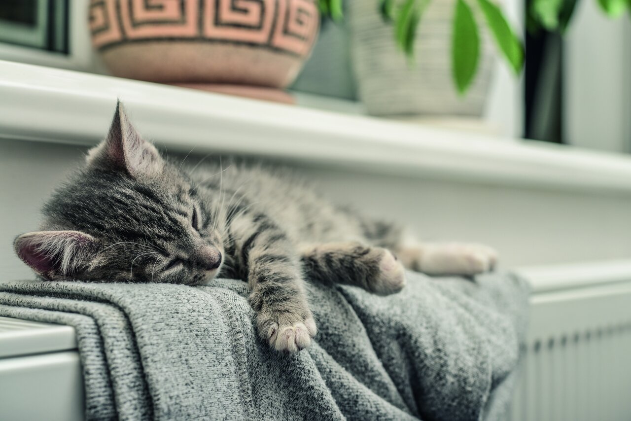 Katze schläft auf warmer Heizung
